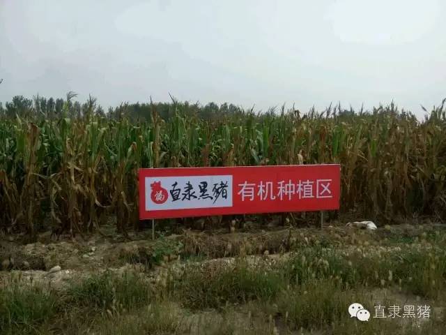 SS:网站文件:20161229201209457889.jpg;原始文件:有机种植区.jpg 有机种植区.jpg