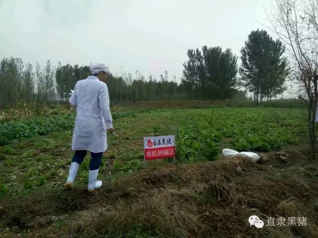 SS:网站文件:20161229201246160313.jpg;原始文件:有机种植区1.jpg 有机种植区1.jpg