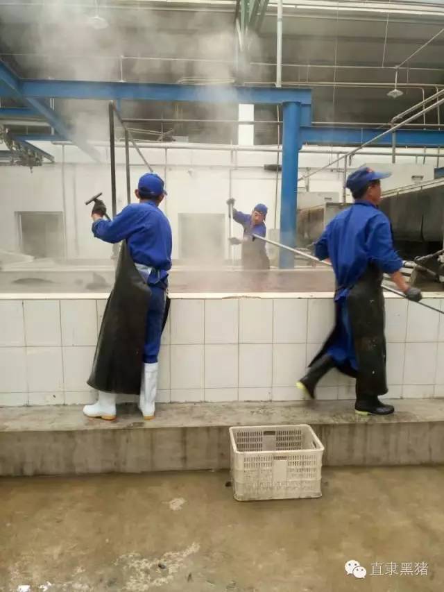 SS:网站文件:20161229201300302156.jpg;原始文件:屠宰.jpg 屠宰.jpg