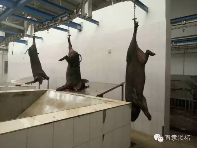 SS:网站文件:20161229201318455223.jpg;原始文件:屠宰2.jpg 屠宰2.jpg