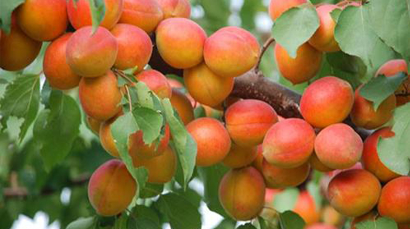 SS:网站文件:20190627150222276492.jpg;原始文件:3.jpg 3.jpg