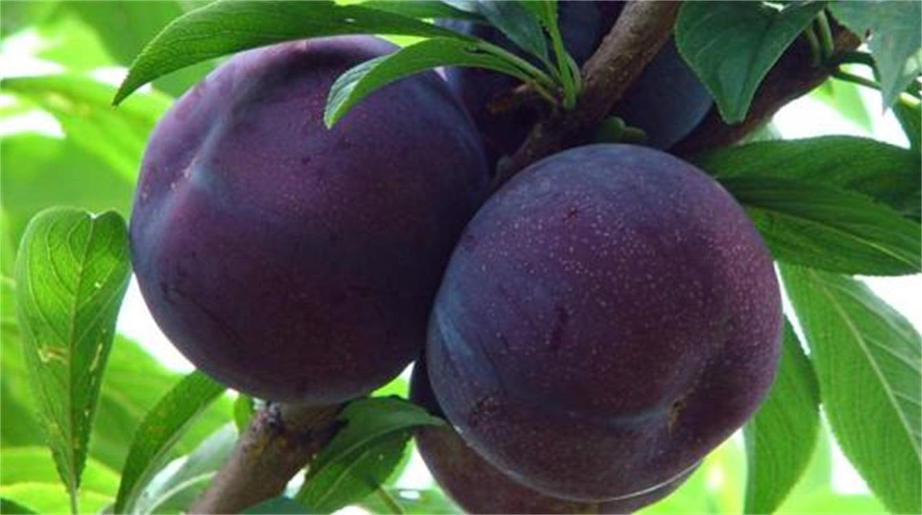 SS:网站文件:20190627150316226063.jpg;原始文件:1.jpg 1.jpg