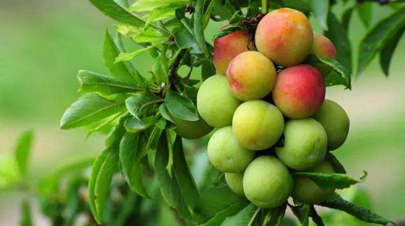 SS:网站文件:20190628063831738684.jpg;原始文件:9.jpg 9.jpg