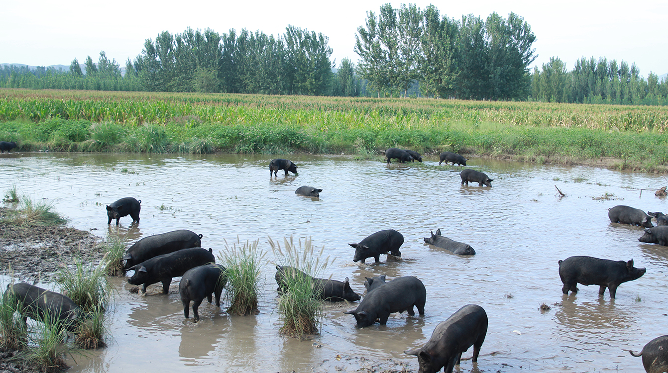 SS:网站文件:20190628065118681689.jpg;原始文件:6.jpg 6.jpg