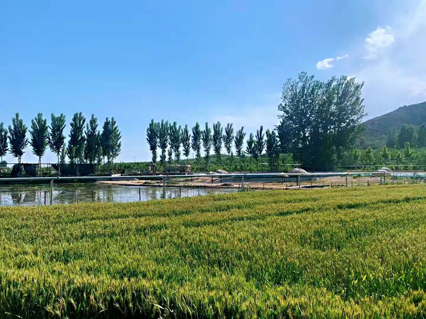 MU:网站文件:20220406110551245091.jpg;原始文件:小麦 (2).jpg MU:网站文件:20220406110551245091.jpg;原始文件:小麦 (2).jpg