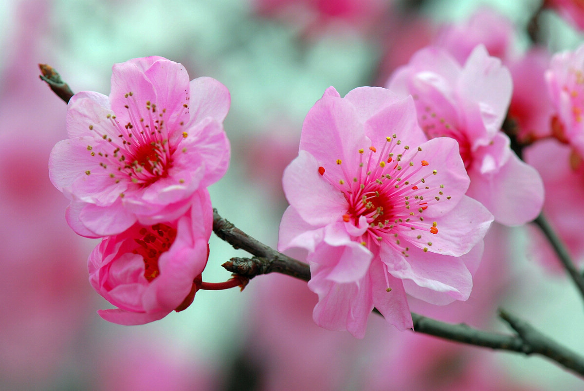 SS:网站文件:20220406152025699205.jpg;原始文件:桃花.jpg 桃花.jpg