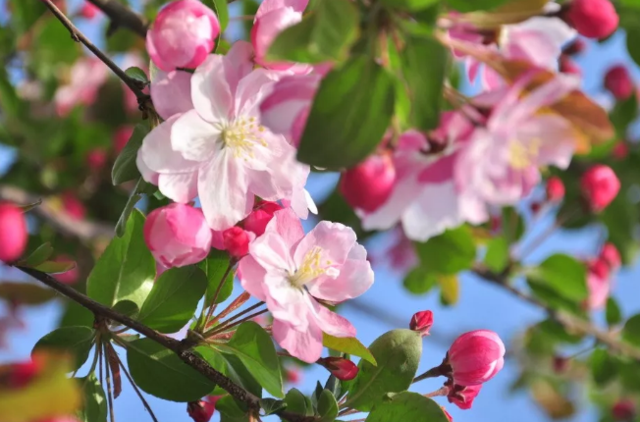 SS:网站文件:20220406152143762157.png;原始文件:苹果花.png 苹果花.png