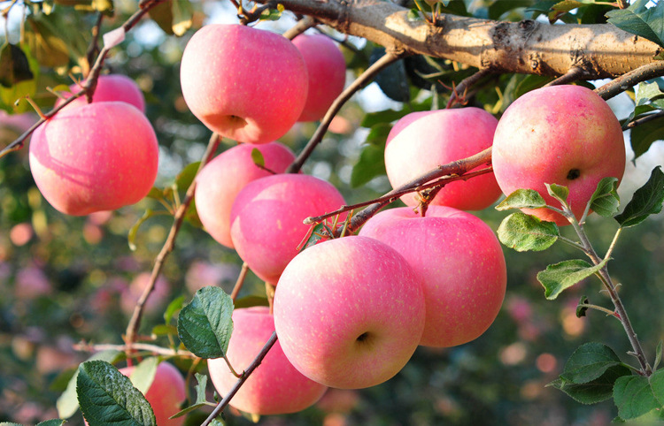 SS:网站文件:20220406152343959163.jpg;原始文件:苹果图片.jpg 苹果图片.jpg