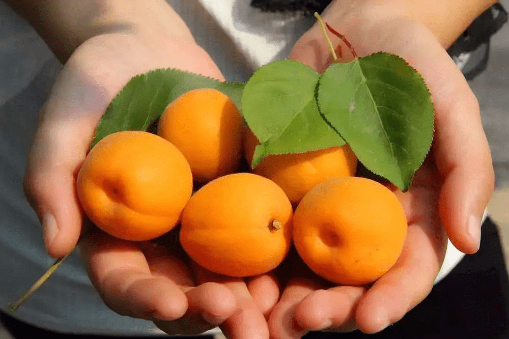 SS:网站文件:20220406152442574114.png;原始文件:杏.png 杏.png