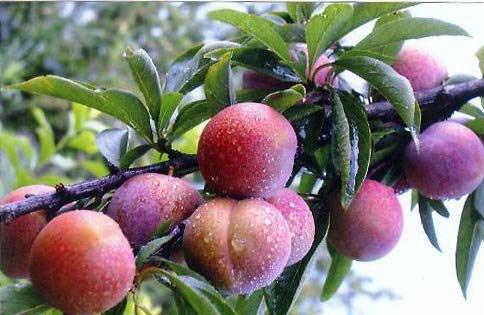 SS:网站文件:20220406152529494429.jpg;原始文件:李子.jpg 李子.jpg