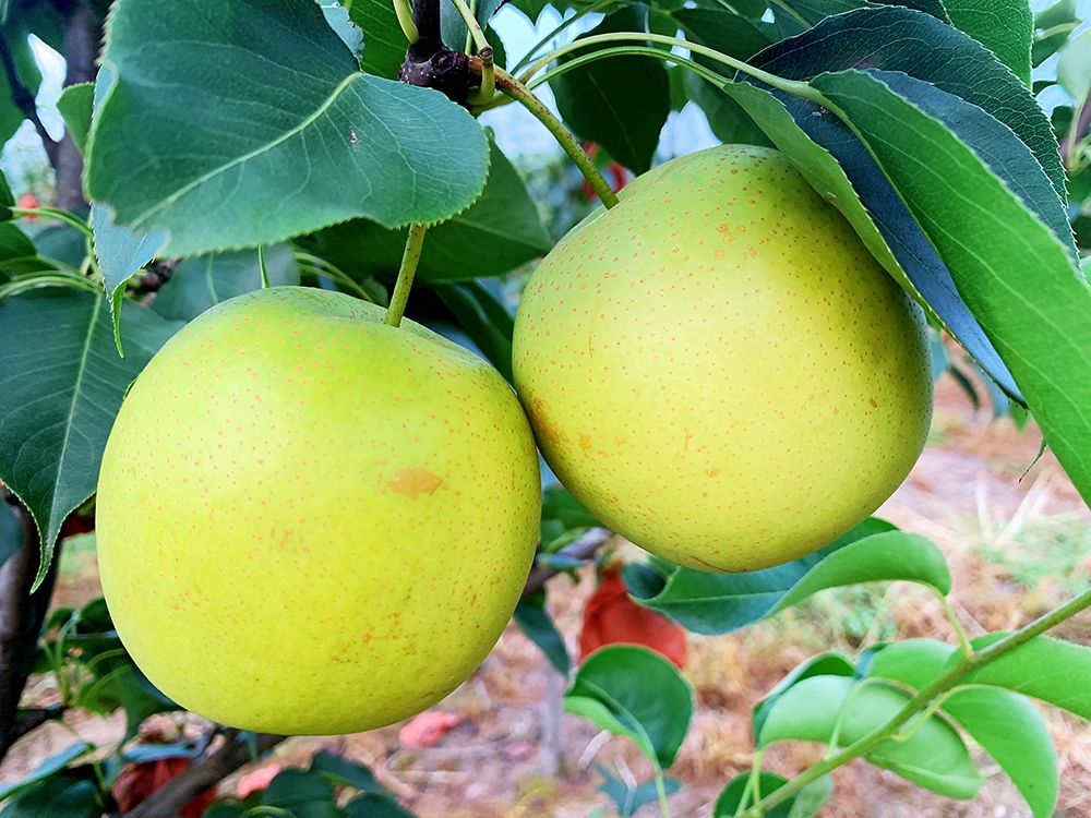 SS:网站文件:20220406153017170137.jpg;原始文件:微信图片_202108100928015.jpg 微信图片_202108100928015.jpg