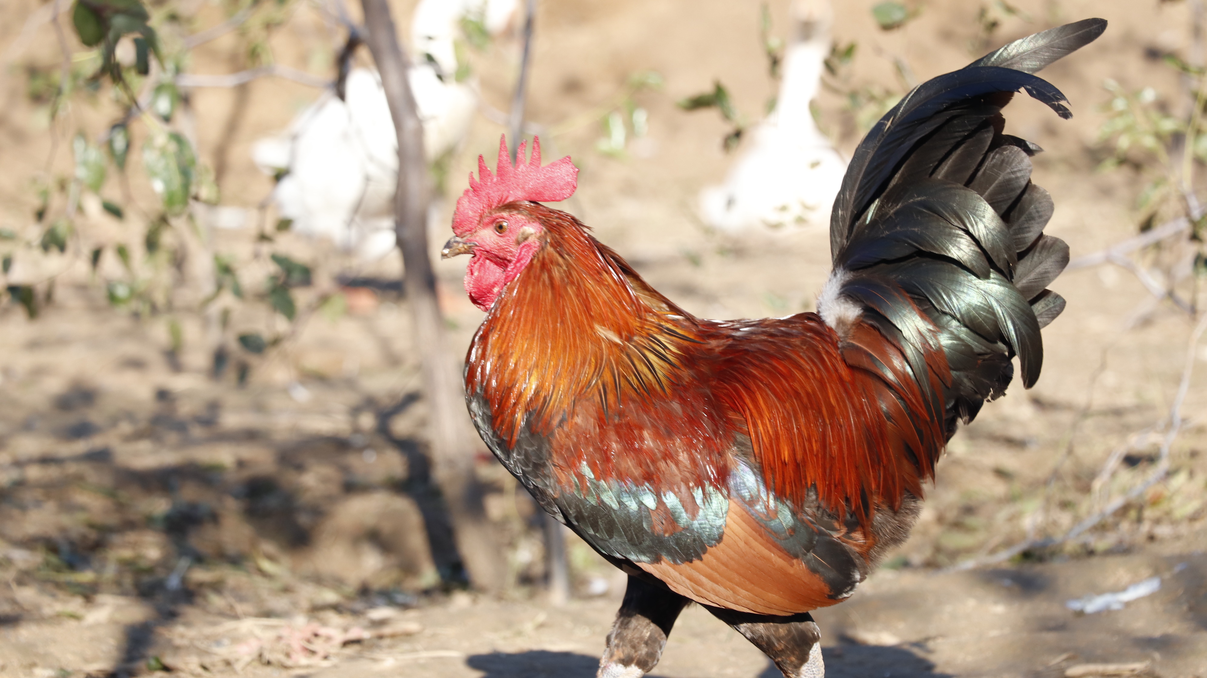 SS:网站文件:20220406155831770190.jpg;原始文件:_MG_0166.JPG SS:网站文件:20220406155831770190.jpg;原始文件:_MG_0166.JPG