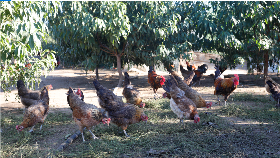 SS:网站文件:20220407150553387861.png;原始文件:640 (1).png SS:网站文件:20220407150553387861.png;原始文件:640 (1).png