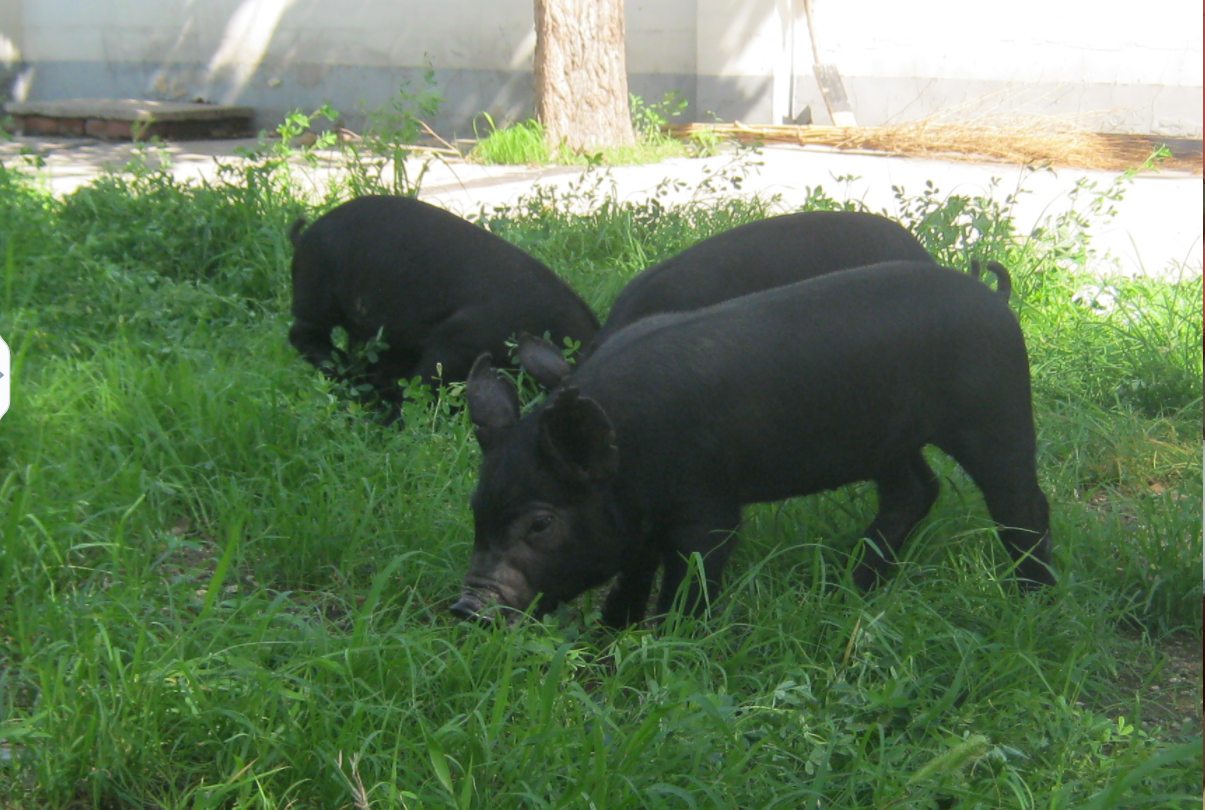 SS:网站文件:20220706102920408423.png;原始文件:微信图片_20220610172906.png SS:网站文件:20220706102920408423.png;原始文件:微信图片_20220610172906.png