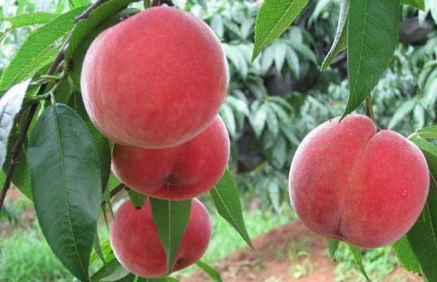 SS:网站文件:20230704110154675843.jpg;原始文件:t01d548f7fc3ebd2f0b.jpg SS:网站文件:20230704110154675843.jpg;原始文件:t01d548f7fc3ebd2f0b.jpg