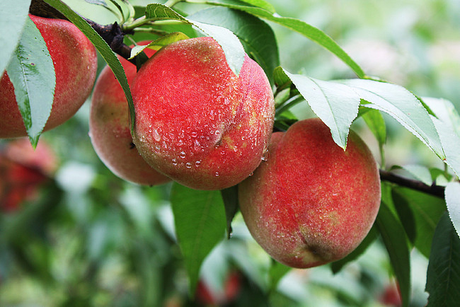 SS:网站文件:20230726110046269734.jpg;原始文件:101041025392.jpg SS:网站文件:20230726110046269734.jpg;原始文件:101041025392.jpg