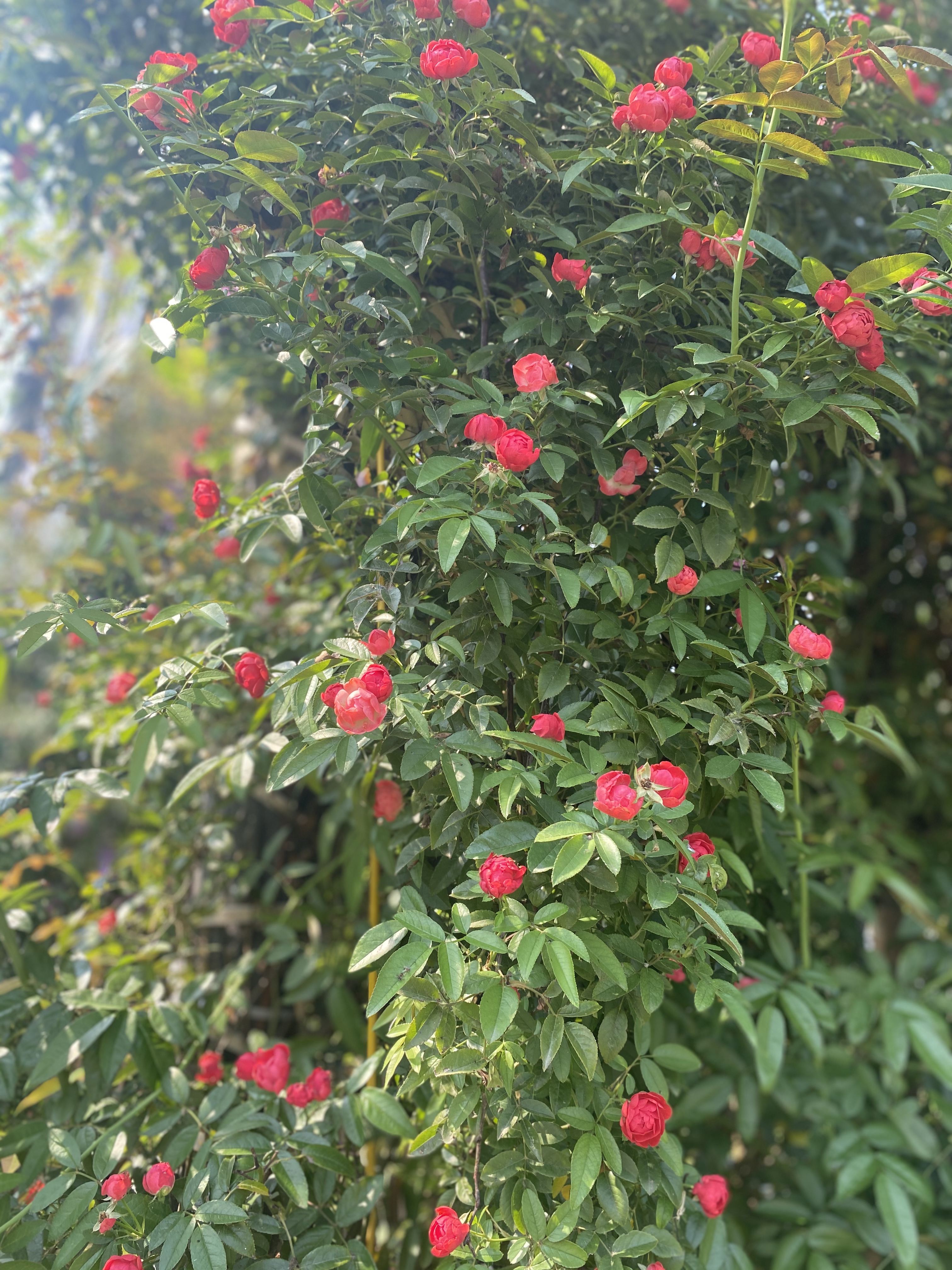 SS:网站文件:20230822111303997666.jpg;原始文件:微信图片_20230815102137.jpg SS:网站文件:20230822111303997666.jpg;原始文件:微信图片_20230815102137.jpg