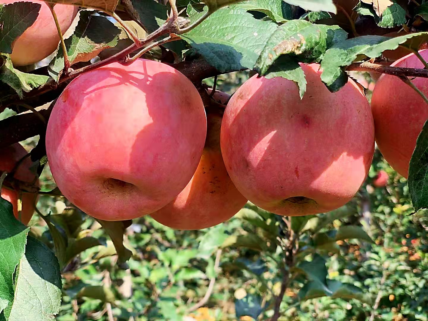 SS:网站文件:20231024102004382385.jpg;原始文件:微信图片_202111011734276.jpg SS:网站文件:20231024102004382385.jpg;原始文件:微信图片_202111011734276.jpg