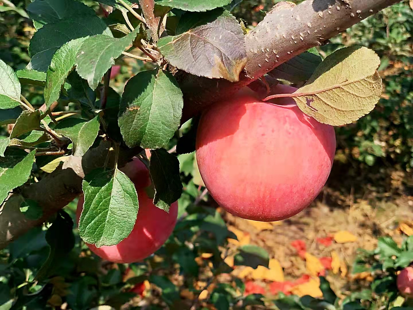 SS:网站文件:20231114100249172261.jpg;原始文件:微信图片_20211101173427.jpg SS:网站文件:20231114100249172261.jpg;原始文件:微信图片_20211101173427.jpg