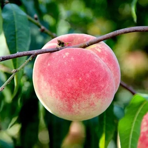 SS:网站文件:20231114102050953631.jpg;原始文件:u=1892299827,1429573588&fm=253&fmt=auto&app=138&f=JPEG.webp.jpg SS:网站文件:20231114102050953631.jpg;原始文件:u=1892299827,1429573588&fm=253&fmt=auto&app=138&f=JPEG.webp.jpg