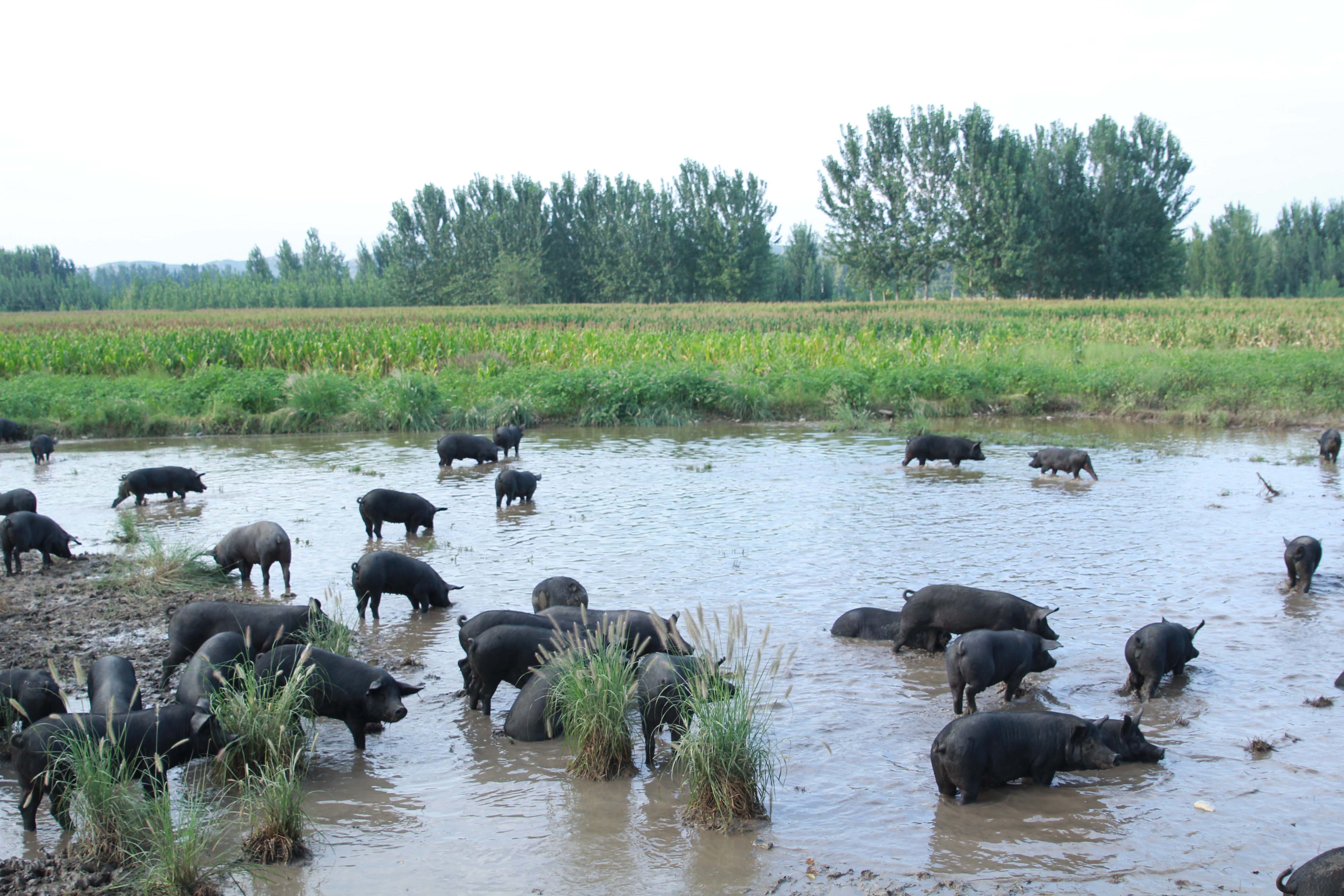 SS:网站文件：20240415160951362407.jpg；原始文件：古法放养 (3).JPG