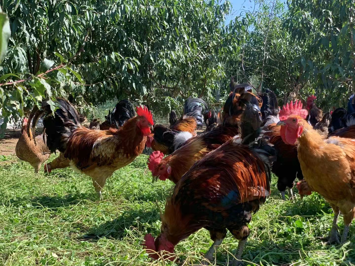 SS:网站文件:20240507092117535620.jpg;原始文件:微信图片_20211014114258.jpg SS:网站文件:20240507092117535620.jpg;原始文件:微信图片_20211014114258.jpg