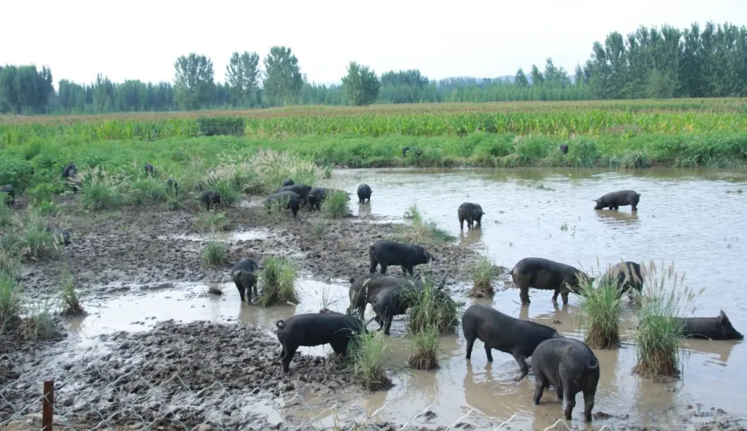 SS:网站文件:20241011145322638761.png;原始文件:640.webp (1).png SS:网站文件:20241011145322638761.png;原始文件:640.webp (1).png