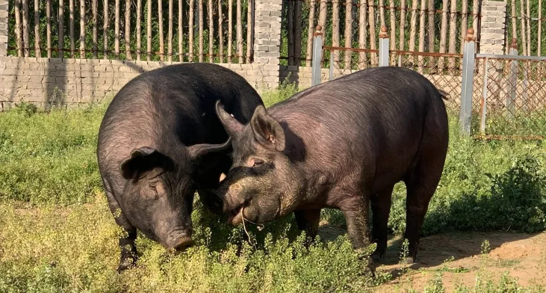 SS:网站文件:20241106093614564828.png;原始文件:640.webp (3).png SS:网站文件:20241106093614564828.png;原始文件:640.webp (3).png