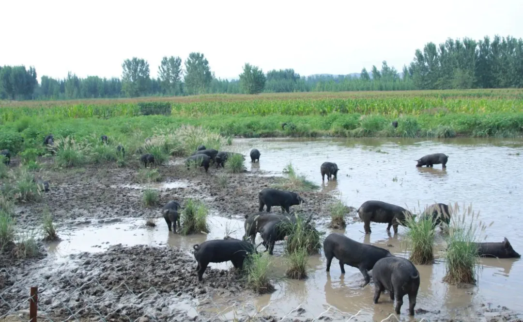 SS:网站文件：20250307144655155150.png；原始文件：640.webp (2).png