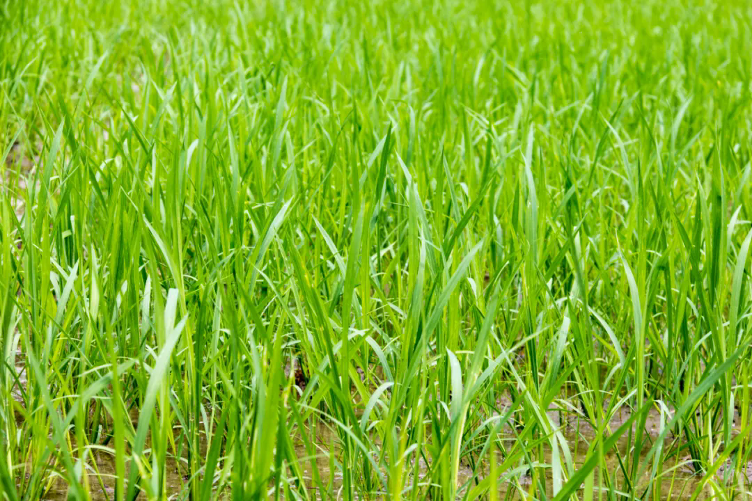 SS:网站文件:20250327144218635985.png;原始文件:640.webp (2).png SS:网站文件:20250327144218635985.png;原始文件:640.webp (2).png