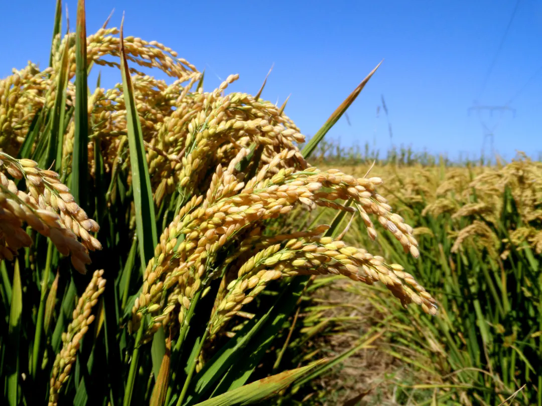 SS:网站文件:20250327144538519425.png;原始文件:640.webp (4).png SS:网站文件:20250327144538519425.png;原始文件:640.webp (4).png