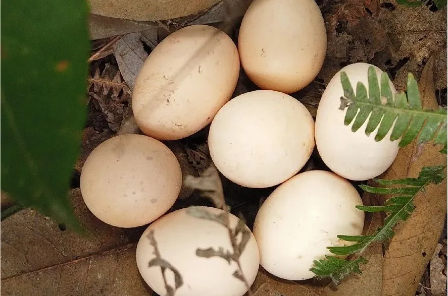 SS:网站文件:20250416110035502798.png;原始文件:640.webp (7).png SS:网站文件:20250416110035502798.png;原始文件:640.webp (7).png