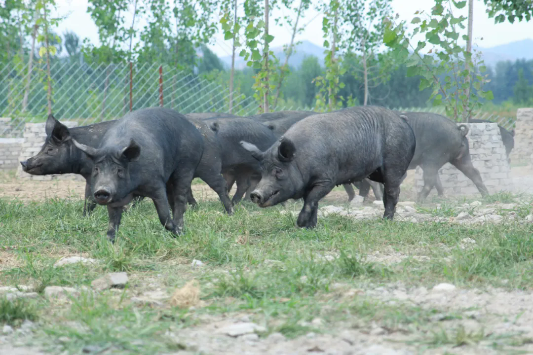 SS:网站文件:20250427102941283627.png;原始文件:640.webp (7).png SS:网站文件:20250427102941283627.png;原始文件:640.webp (7).png