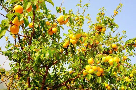 SS:网站文件:20250605163259227567.jpg;原始文件:640.jpg 640.jpg