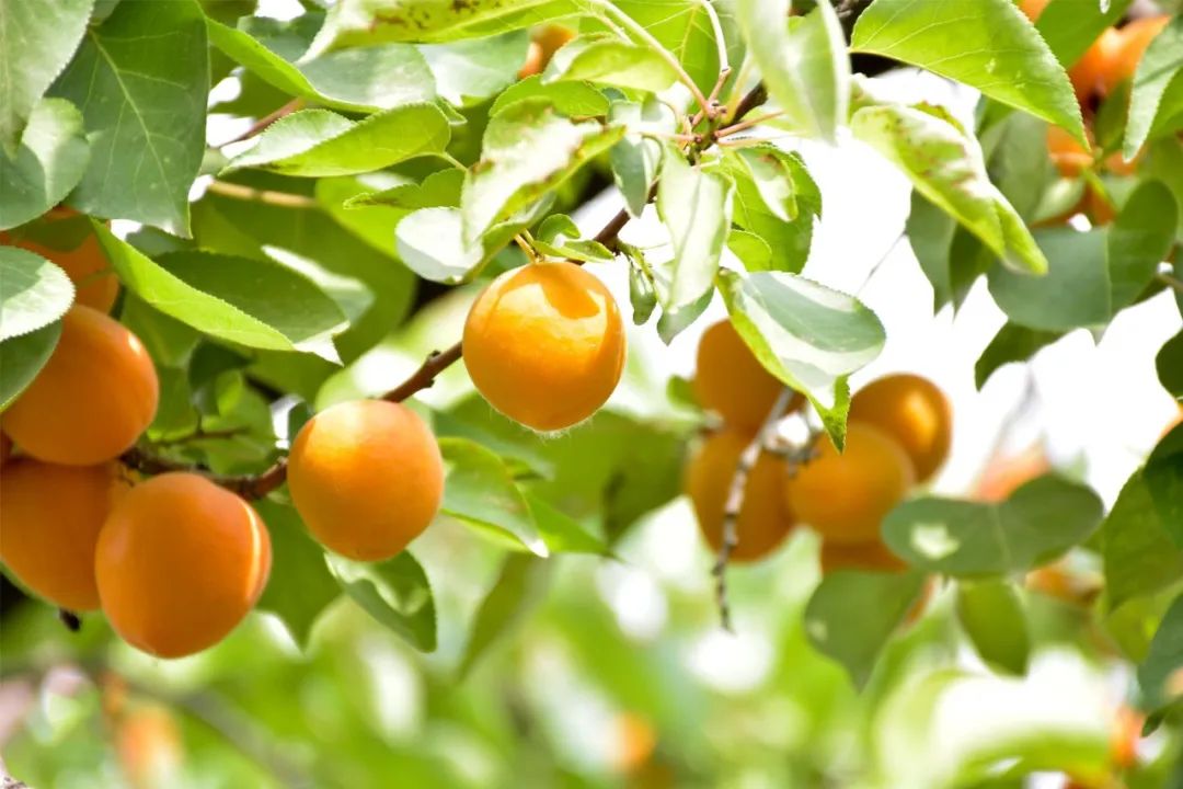 SS:网站文件:20250605163310119929.jpg;原始文件:640 (1).jpg SS:网站文件:20250605163310119929.jpg;原始文件:640 (1).jpg