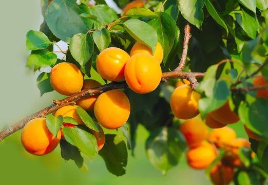 SS:网站文件:20250605163356917881.jpg;原始文件:640 (6).jpg SS:网站文件:20250605163356917881.jpg;原始文件:640 (6).jpg