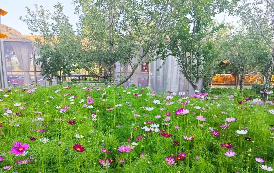 SS:网站文件:20250605163442449279.jpg;原始文件:640 (5).jpg SS:网站文件:20250605163442449279.jpg;原始文件:640 (5).jpg