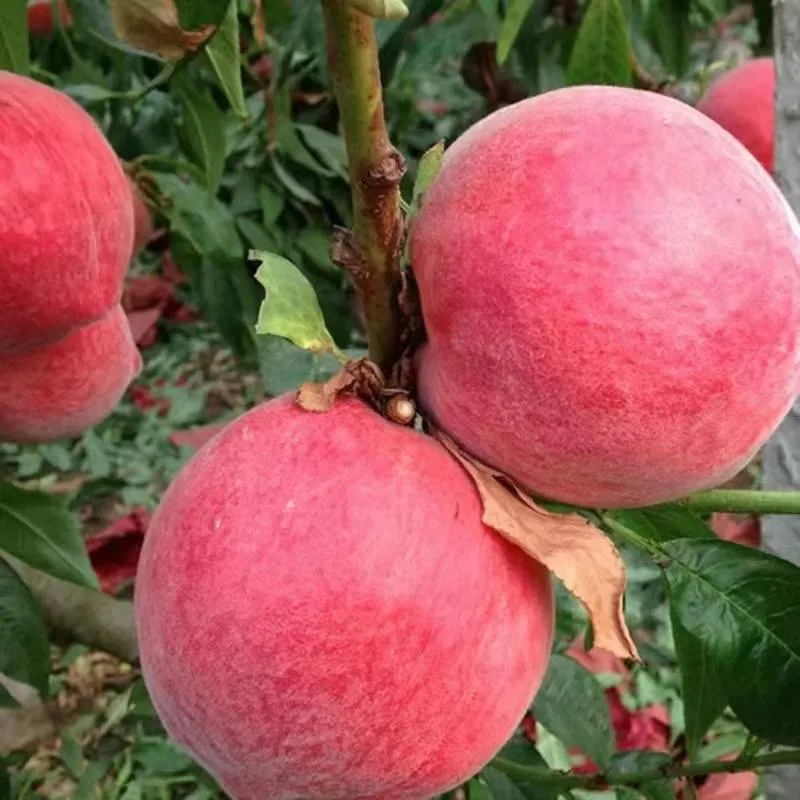 SS:网站文件:20250613152239533225.png;原始文件:640.webp (2).png SS:网站文件:20250613152239533225.png;原始文件:640.webp (2).png