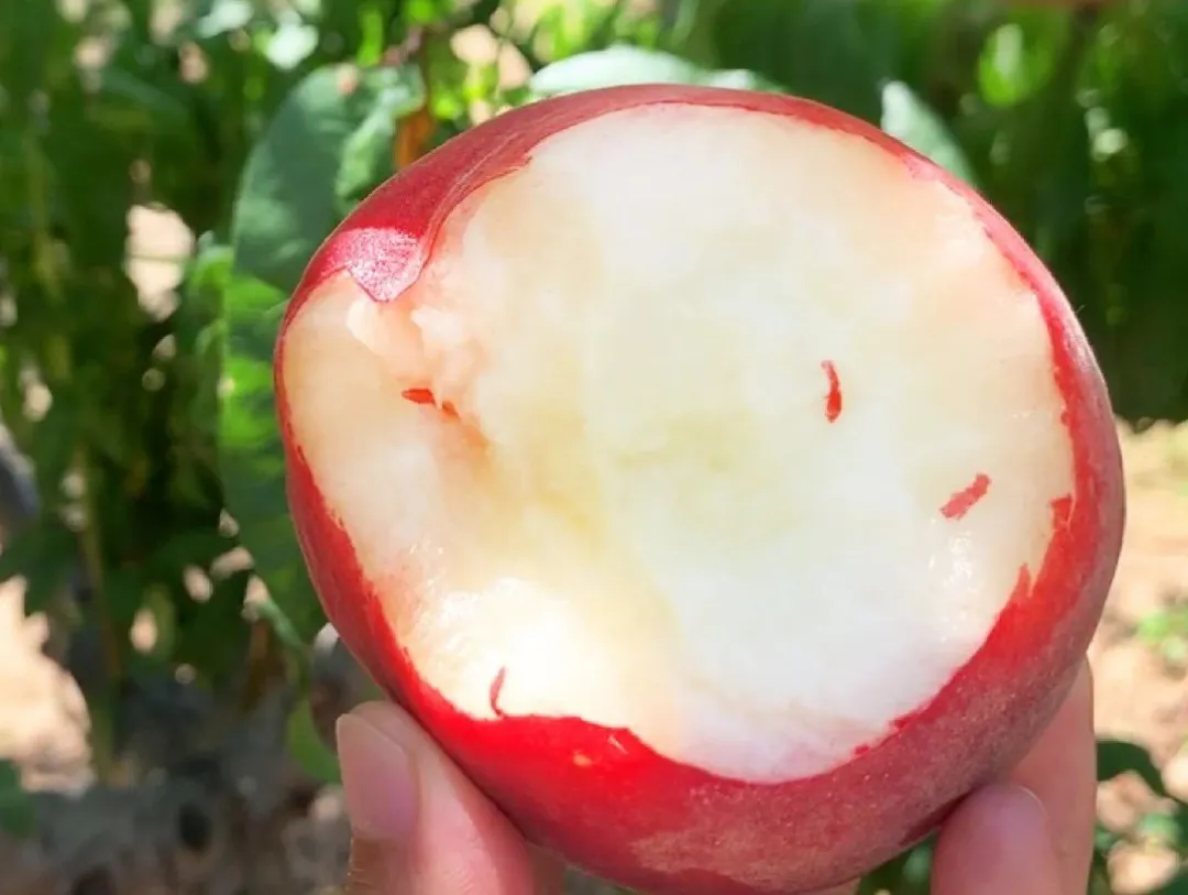 SS:网站文件:20250613152403607743.png;原始文件:640.webp (4).png SS:网站文件:20250613152403607743.png;原始文件:640.webp (4).png