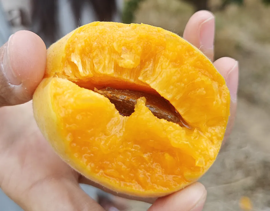 SS:网站文件:20250613152437222283.png;原始文件:640.webp (5).png SS:网站文件:20250613152437222283.png;原始文件:640.webp (5).png