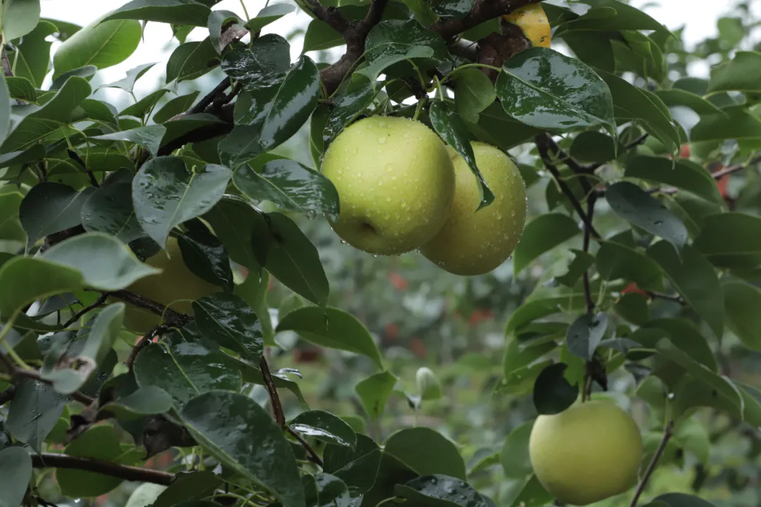 SS:网站文件：20250818091414184984.png；原始文件：640.webp (1).png