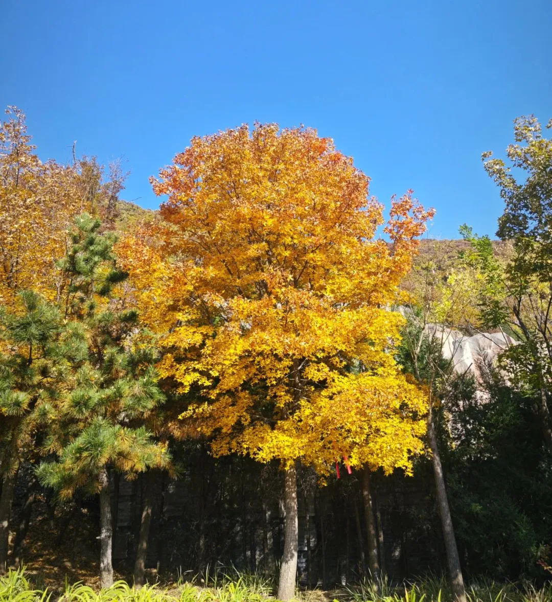 SS:网站文件：20251107155927297553.png；原始文件：640.webp (6).png