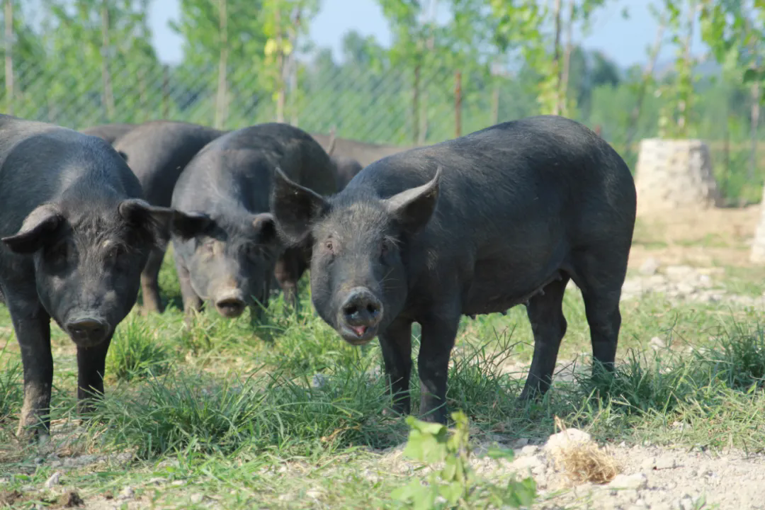 SS:网站文件:20251208135339618922.png;原始文件:640.webp.png SS:网站文件:20251208135339618922.png;原始文件:640.webp.png