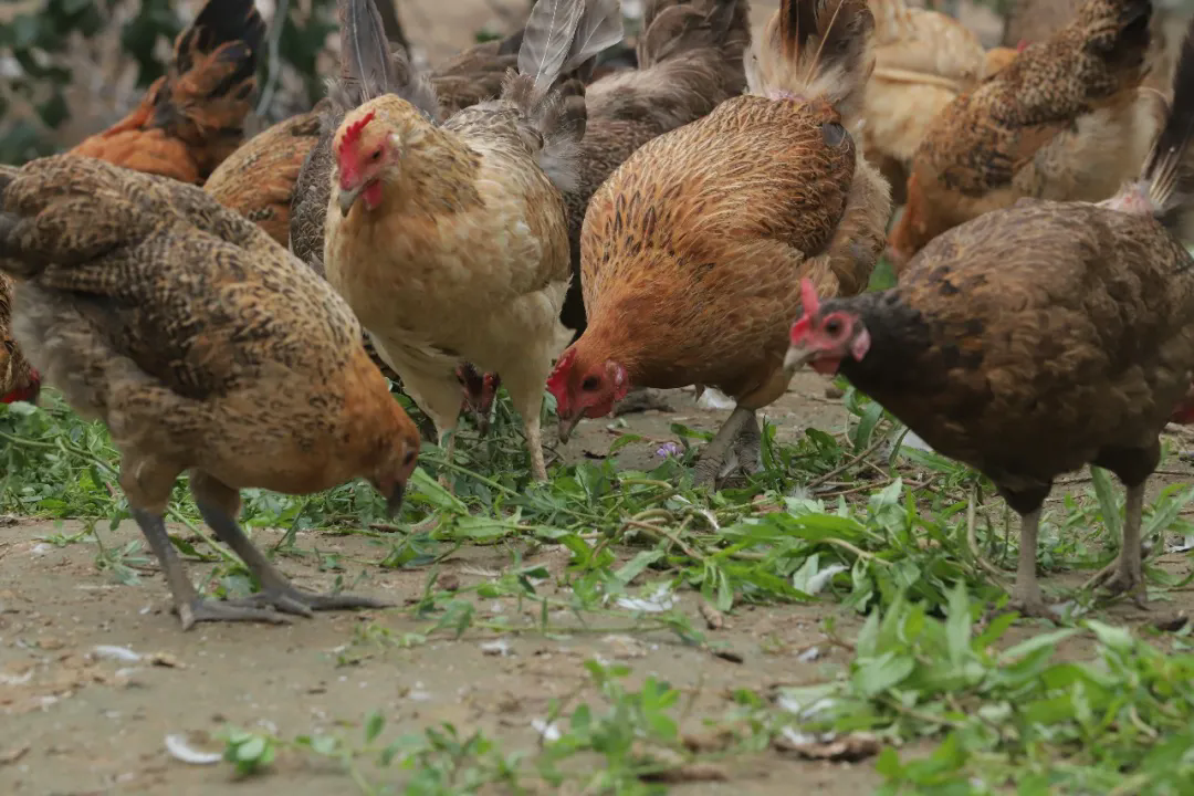 SS:网站文件：20251226153339372274.png；原始文件：640.webp (1).png